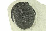 Bargain, Hollardops Trilobite Fossil - Ofaten, Morocco #287469-2